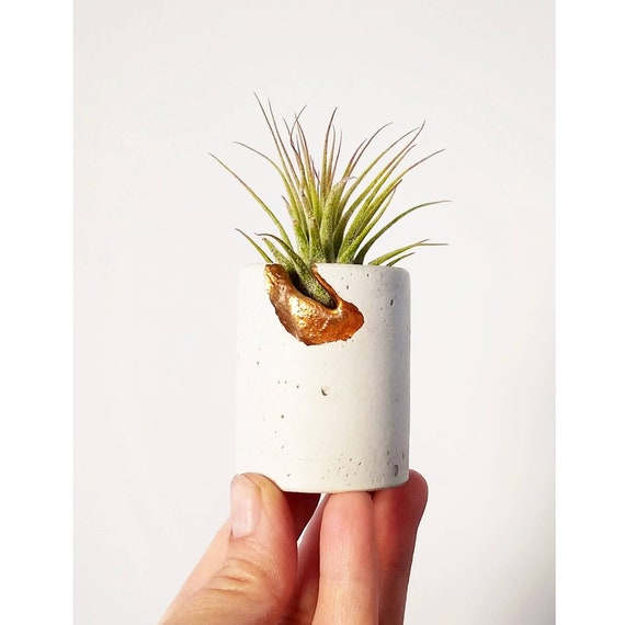 Concrete Gold Filigree Air Plant Holder,Modern Metallic planter,Cactus Planter,Cactus Decor, Succulent Planter, Indoor Planter, Desk planter