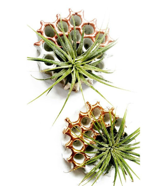 3 Honeycomb Magnets/Air Plant magnet/Honeycomb decor/Air Plant Holder/Bee lover/Concrete Planter/Bridesmaid Gift/Honeycomb/Office Planter