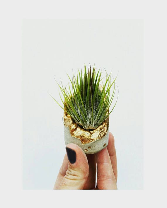 Concrete Gold Leafing Air Planter, Modern Metallic planter,Cactus Planter, Succulent Planter,Indoor Planter,Desk planter,Concrete home decor