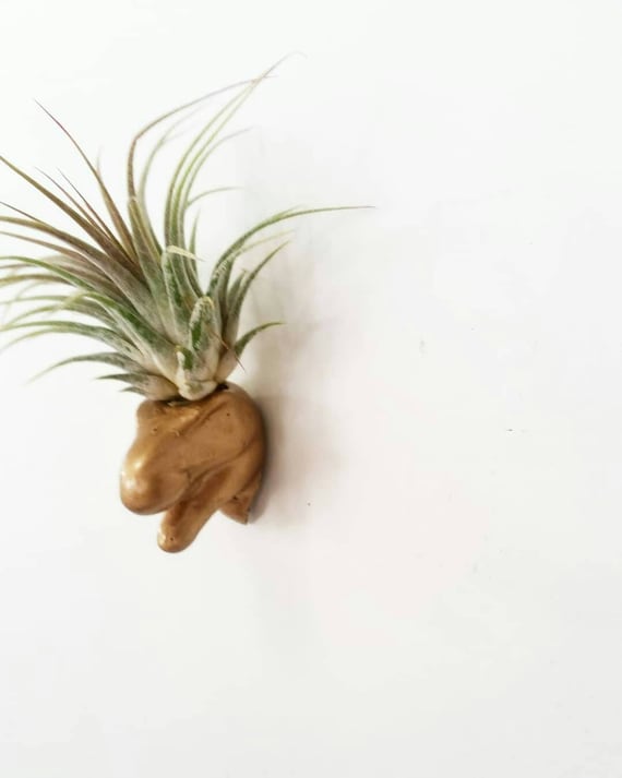 Dinosaur Air Plant Magnet/Concrete planter/Dino/Indoor Planter/Dinosaur decor/Trex/Fun Planter/Office decor/Dorm Decor/Modern Planter