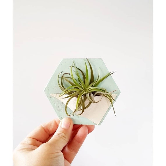 Hexagon Air Plant Holder/Air Plant Magnet/concrete Wall Planter/Geometric decor/Housewarming Gift/Industrial/Minimalist/Modern Decor/leather