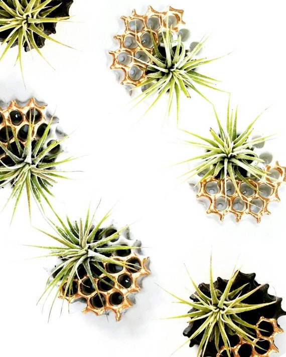 3 Honeycomb Magnets/Air Plant magnet/Honeycomb decor/Air Plant Holder/Bee lover/Concrete Planter/Bridesmaid Gift/Honeycomb/Office Planter