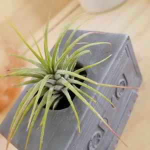 80's Cassette Tape Air Plant Holder image 7