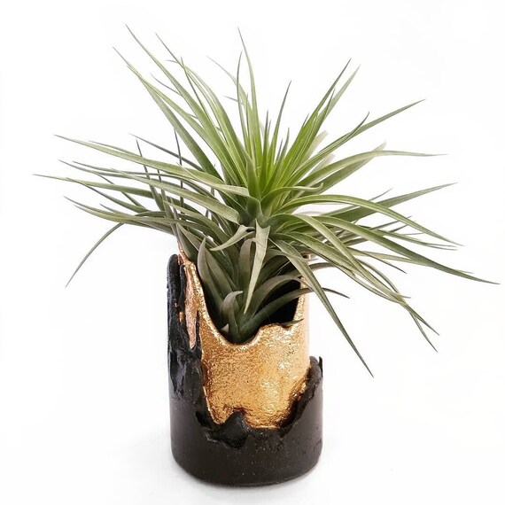 Black concrete planter with gold gilding details/Black and Gold Decor/Succulent Planter/vase/mantel decoration