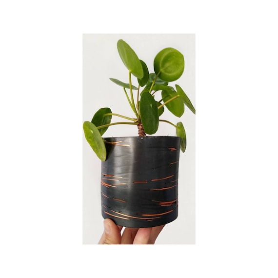 Copper and Concrete Planter/Modern Planter/Industrial style/Office Planter/Succulent Planter/ Indoor Planter/copper accents/Minimalist