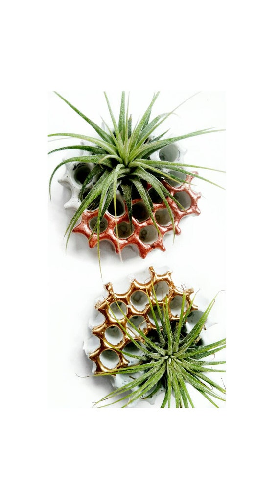 3 Honeycomb Magnets/Air Plant magnet/Honeycomb decor/Air Plant Holder/Air Plant/Concrete Planter/Bridesmaid Gift/Honeycomb/Office Planter