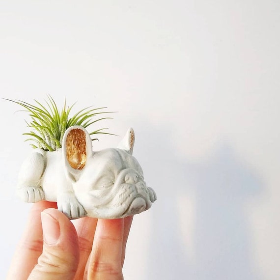 Concrete Frenchie, French Bull Dog, Dog Planter, Frenchie, Ring Holder, Frenchie Mom, Bulldog,Air Plant Holder, Pet Lover,Desk Decor