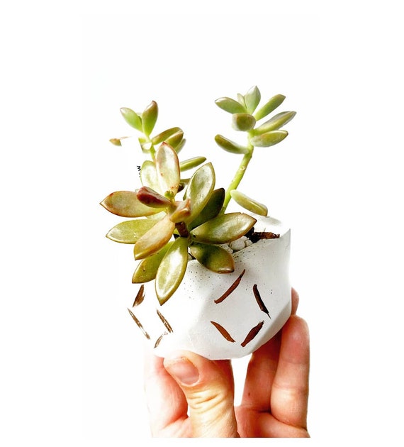 Ready to ship Geometric Planter/Air Plant Holder/Desk Planter/Geometric decor/Housewarming Gift/Succulent Planter/Modern Planter