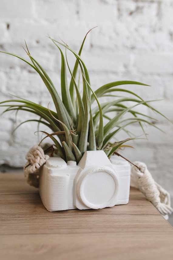 Camera Planter/Concrete Planter/Photographer Gift/Cactus Planter/Camera Decor/Vintage Camera/Retro Decor/Photographer/Photographer Lover