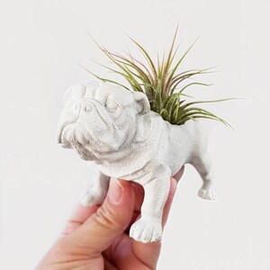 Soporte de hormigón para plantas aéreas con forma de bulldog inglés, regalo para amantes de los perros