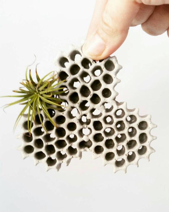 Honeycomb Air Plant Holder/Concrete Planter/Concrete Home Decor/Indoor Planter/Plant Hanger/honeycomb/Air Plant/Honeybee Hive/Bee lover