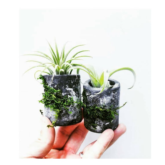 Concrete w/Moss Air Plant Holder,Modern planter,Cactus Decor, Succulent Planter, Indoor Planter,Concrete Home Decor