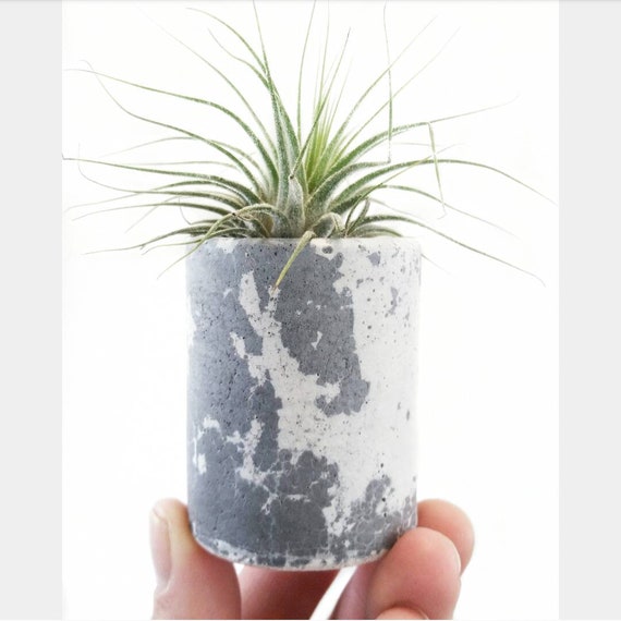 White & Gray Mini Concrete Air Plant Holder, Modern planter, Cactus Planter,Air Plant,Desk Planter, Mini Planter
