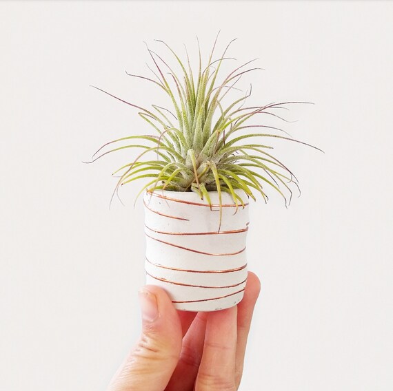 Copper and Concrete Planter/Modern Planter/Mini Air Plant Holder/Office Planter/Succulent Planter/ Indoor Planter/Mint/Dorm decor/Minimalist