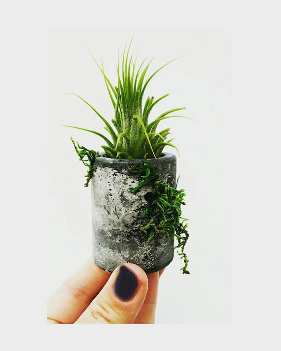 Mini Concrete & Moss Planter, Air Plant holder,Cactus Planter,Indoor Planter,Concrete Home Decor,Mini Planter, Plant lover gift