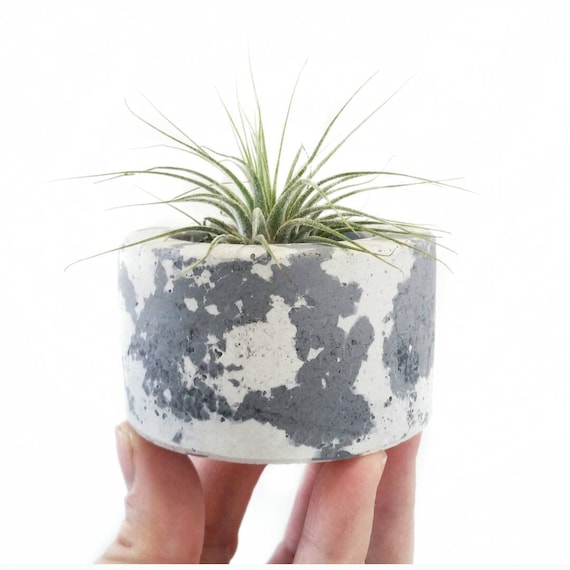 White & Gray Mini Concrete Air Plant Holder, Modern planter, Cactus Planter,Air Plant,Ring Dish, Desk Planter, candle holder,Mini Planter