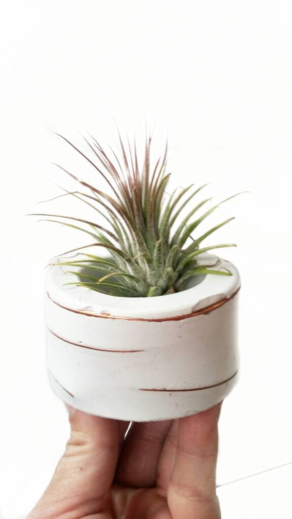 White Concrete Air Plant Holder,Modern planter,Cactus Planter,Air Plant, Ring Dish,Desk Planter, candle holder,Plant lover, Mini Planter