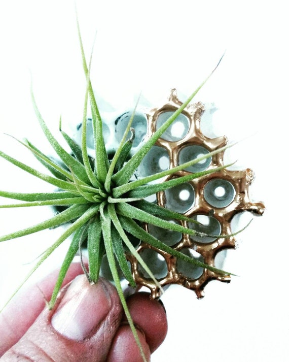 1 Honeycomb Magnet/Air Plant magnet/Honeycomb decor/Air Plant Holder/Concrete Planter/Bridesmaid Gift/Honeycomb/Office Planter/Bee lover