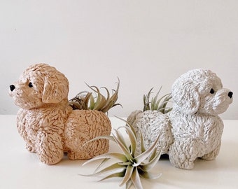 Jardinière pour chien Cavapoo