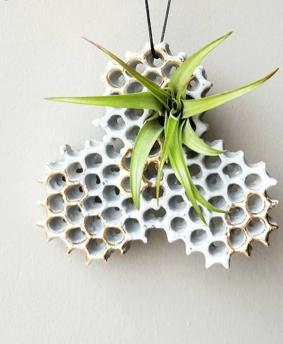 Hanging Planter/Concrete Planter/Air Plant Holder/House Planter/Indoor Planter/Plant Hanger/honeycomb/bees/honey/Plant Lover gift