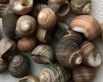 Tiny Snail Shells (30) - Bulk Sea Shells for Crafting and Home Decor