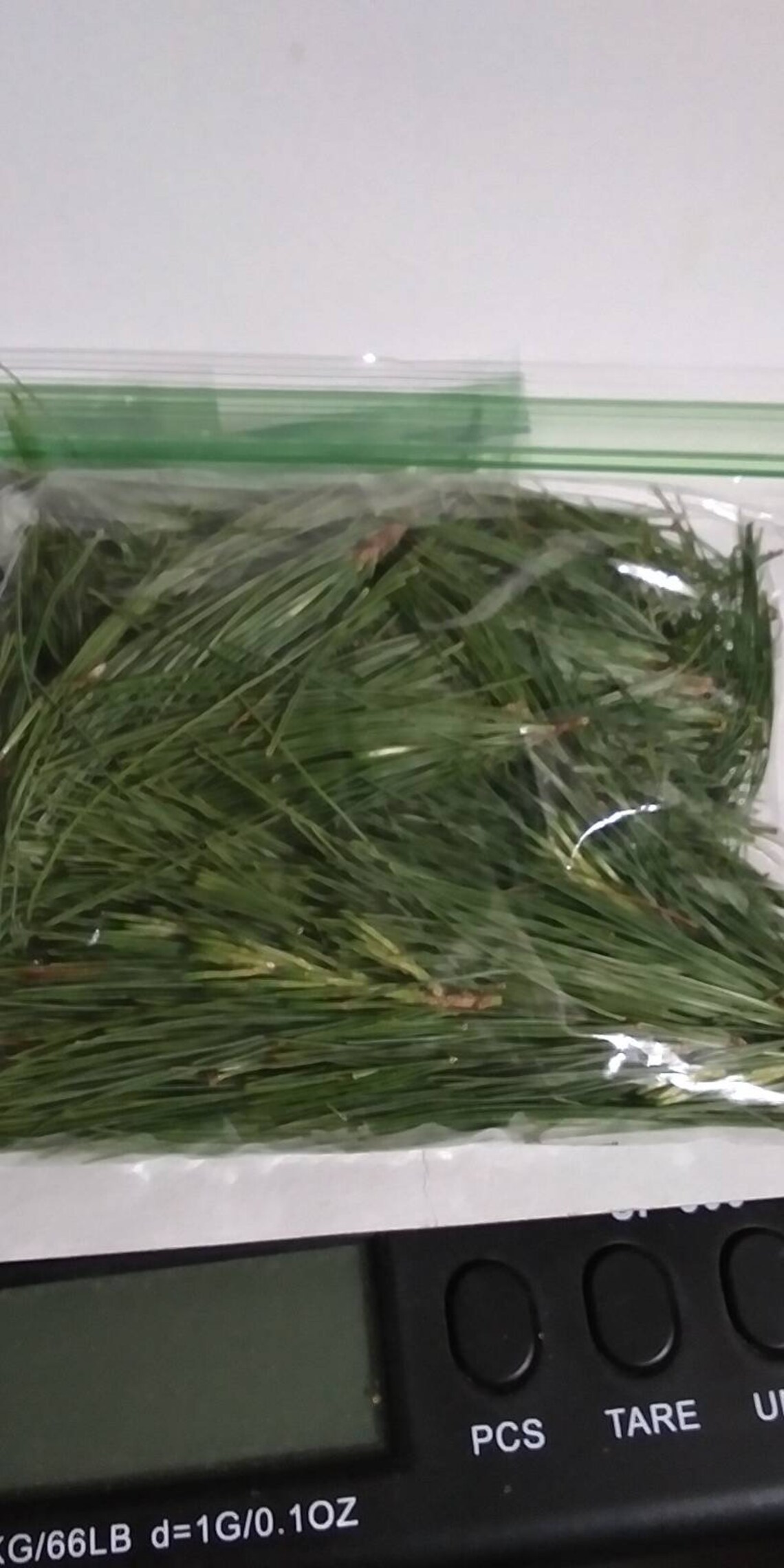 Fresh Eastern White Pine Needles with Shortleaf Pine Sample Etsy