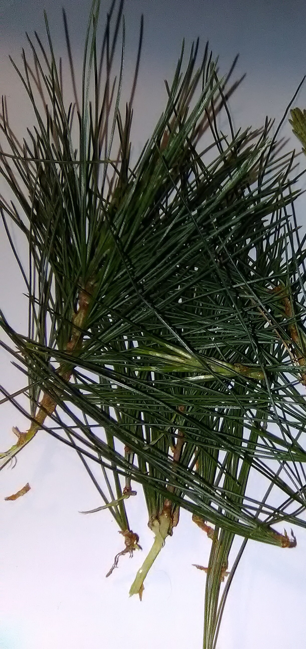 Fresh Eastern White Pine Needles with Shortleaf Pine Sample Etsy