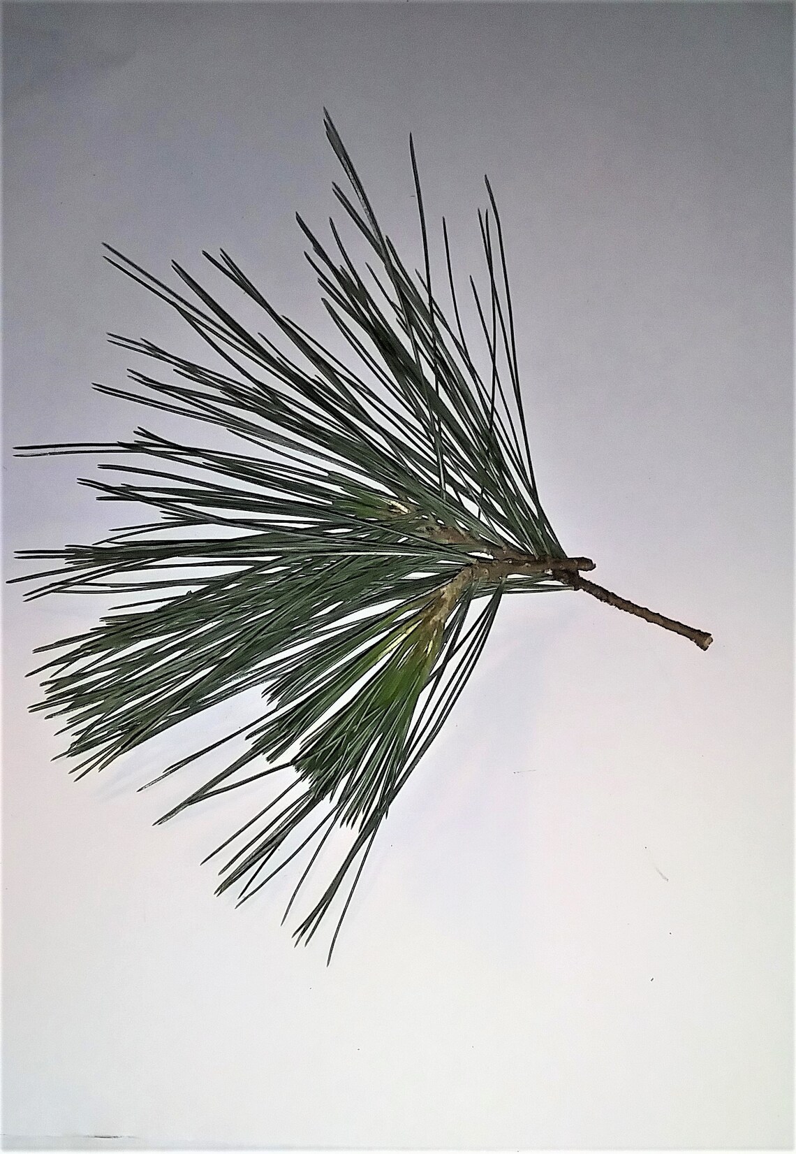 Fresh Eastern White Pine Needles with Shortleaf Pine Sample Etsy