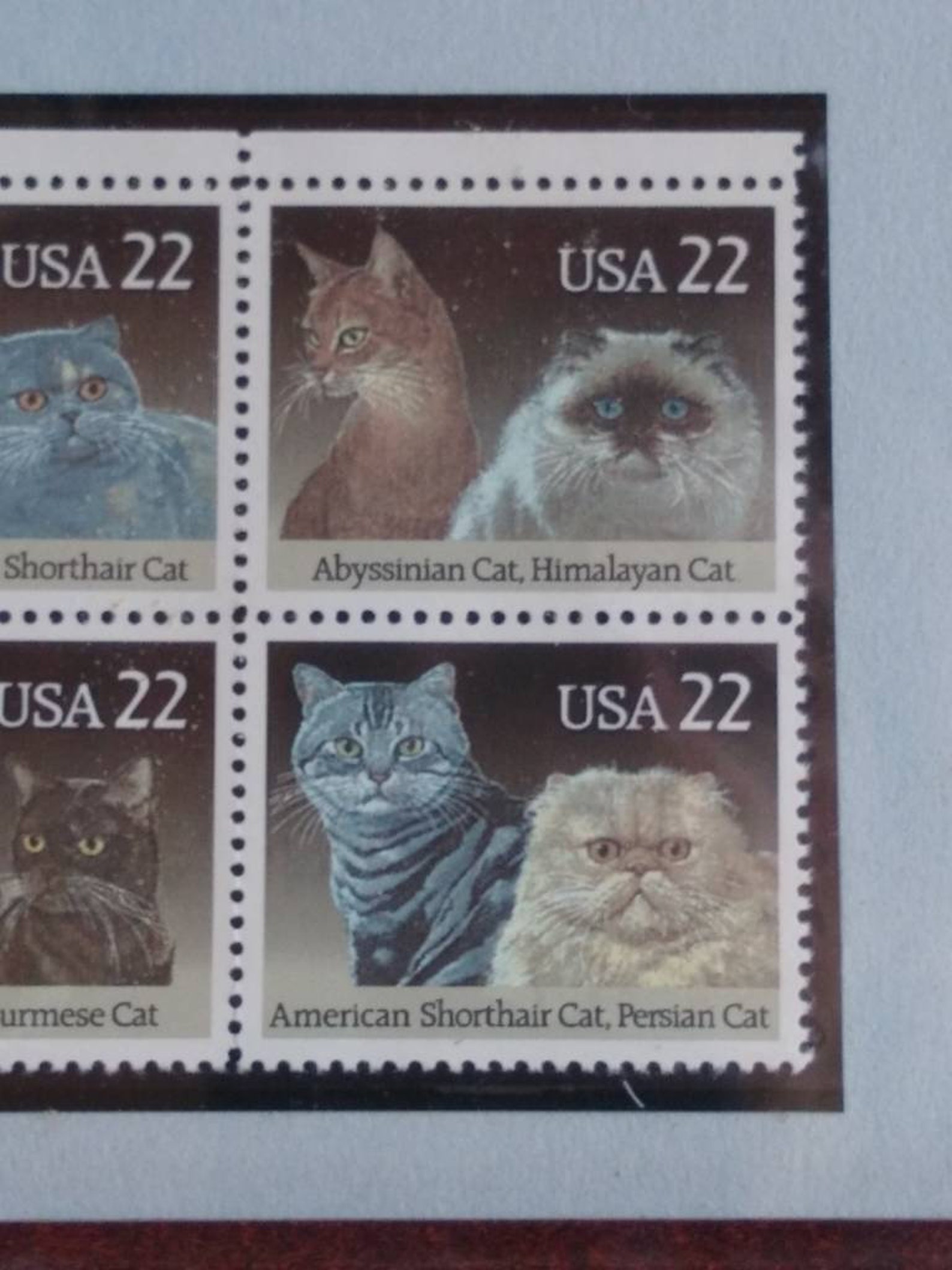 Vintage Cat Postage Stamps USA 22 Cent Framed February 5 1988 | Etsy