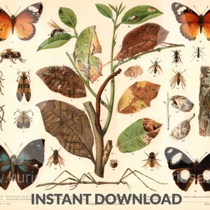 DOWNLOAD: Mimicry 1897 German Print | 200x250mm | 600dpi | Self-Print | Nature illustration