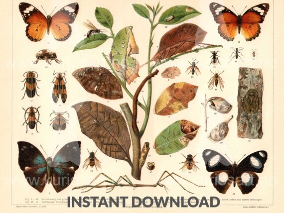 DOWNLOAD: Mimicry 1897 German Print 200x250mm 600dpi Self