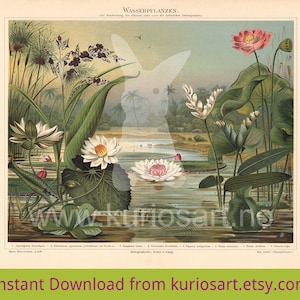DOWNLOAD: Water Plants 1897 German Print | 200x250mm | Self-Print | Wasserpflanzen | Botanical illustration + bonus!