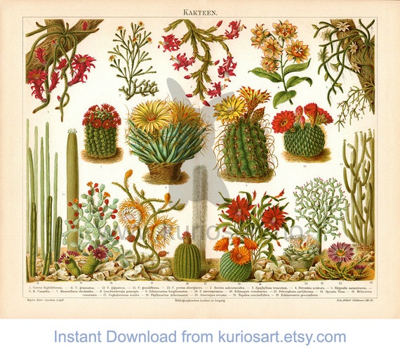 cactus table Cutest Little Mini Cactus Pack | Live Cactus Assorted Pack for Sale Online