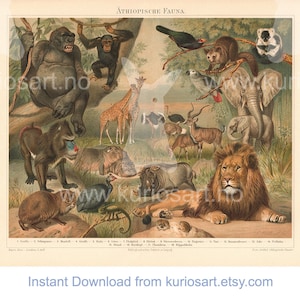 DOWNLOAD: Ethiopian Fauna 1897 German Print | 200x250mm | Self-Print | African Animal illustration