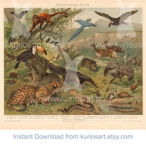 DOWNLOAD: Neo-tropical Fauna 1897 German Print | 200x250mm | Self-Print | South and Central America Animal illustration