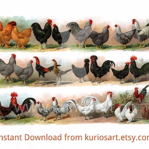 DOWNLOAD: Poultry breeds 1897 antique print | 300x210mm | 400dpi | Self-Print | Bird illustration - Hønseraser - Hühnerrassen