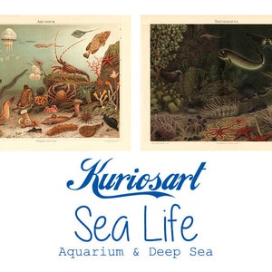 Può includere: Due illustrazioni vintage di vita marina. L'immagine in alto a sinistra mostra una varietà di creature marine in un ambiente di acquario, tra cui un'aragosta, un granchio, un cavalluccio marino e una medusa. L'immagine in alto a destra mostra una varietà di creature marine in un ambiente di acque profonde, tra cui un pesce, una stella marina e un'anemone di mare. Il testo "Aquarium" e "Tiefenfauna" è visibile nella parte superiore di ciascuna immagine.