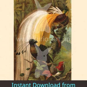DOWNLOAD: Birds of Paradise 1897 German Print | 200x250mm | Self-Print | Bird illustration + bonus version!
