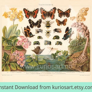 Puede incluir: Una ilustración vintage titulada "Darwinismus" que representa varios insectos, mariposas y plantas. La ilustración presenta una variedad de colores, incluyendo verde, marrón, rojo, amarillo y blanco. La ilustración es una ilustración científica de la teoría de la evolución.