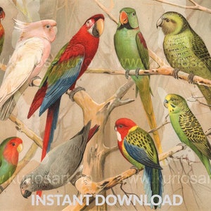 DOWNLOAD: Parrots 1897 German Print | 200x250mm | 600dpi | Self-Print | Bird illustration