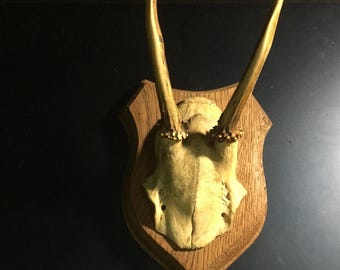 Roe Deer Antler Plaque
