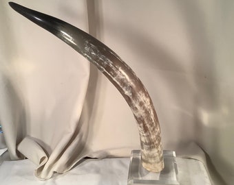 Mid Century Steer Horn on Acrylic Base