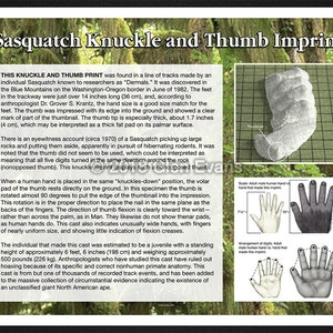 May include: A black and white image of a Sasquatch knuckle and thumb print. The image shows a close-up of a large, thick thumb print in the ground. The text below the image explains that the print was found in a line of tracks made by an individual Sasquatch known to researchers as "Dermals." The text also describes the size of the Sasquatch's foot and hand, and the thickness of the thumb.