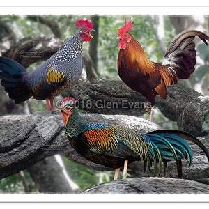 9&quot;x12&quot; Lovely Giclée Print of Domestic Chicken Ancestors Grey Junglefowl, Red Junglefowl, Green Junglefowl with Taxonomic Names