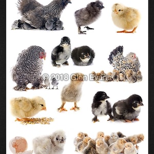 9x12 Adorable Hi-Res Hens and Chicks Photo Cutouts for Scrapbooking