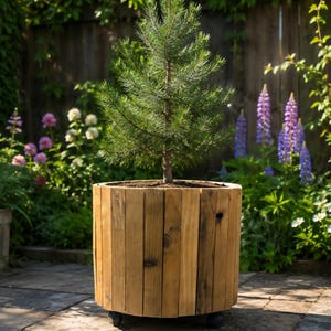 May include: A cylindrical wooden planter constructed from vertical slats with a natural light brown finish. The planter is mounted on small black wheels and contains a small evergreen conifer tree planted in dark soil within the container.