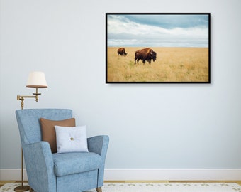 Roam, Fine Art Canvas Gallery Wrap, Nature Photography, Wild Bison Buffalo Grasslands, Open Country America Wall Décor
