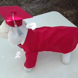 dog graduation outfit