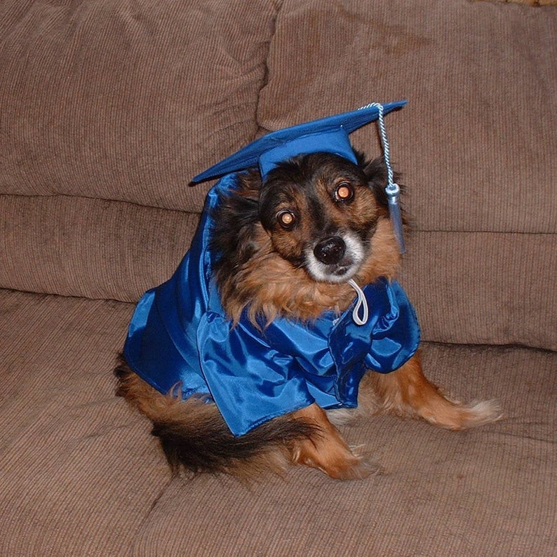 Dog Graduation Outfit Gown/Cap Set Variety of Colors Etsy