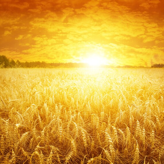 Download 930+ Background Information Of Orange Farm Paling Keren